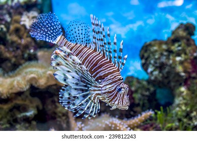 The underwater world. Bright Exotic Tropical coral fish in the Red Sea artificial environment of the aquarium with corals and algae aquatic plants
