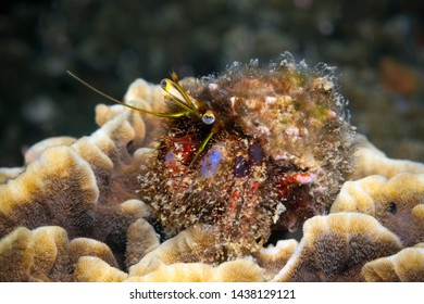 Underwater World Cancer Hermit Paguroidea Sits Stock Photo (Edit Now ...