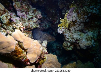 Underwater World. Coral fish and reefs of the Red Sea.Underwater background.Egypt	 - Shutterstock ID 2232533089