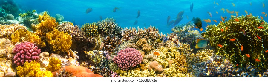 Underwater world. Coral fishes of Red sea. Egypt - Shutterstock ID 1650887926