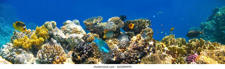 Underwater world. Coral fishes of Red sea. Egypt - Shutterstock ID 1652890993