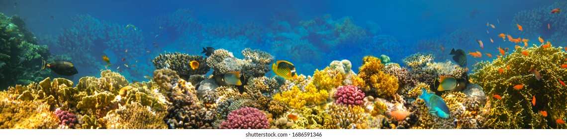 Underwater world. Coral fishes of Red sea. Egypt - Shutterstock ID 1686591346