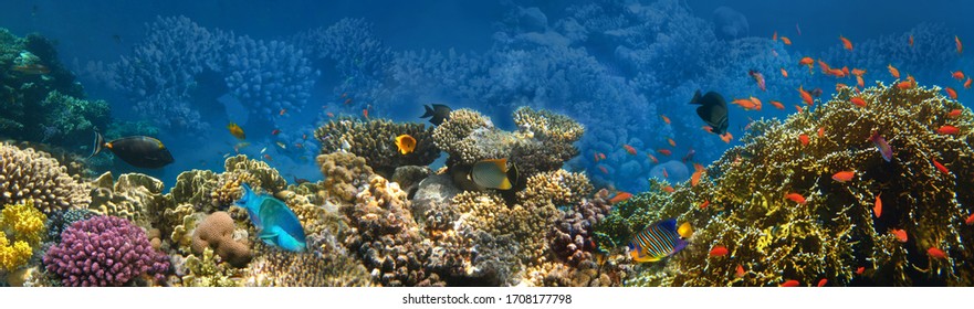 Underwater world. Coral fishes of Red sea. Egypt - Shutterstock ID 1708177798