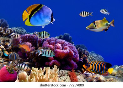 Underwater world. Coral fishes of Red sea. Egypt - Powered by Shutterstock