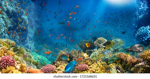 Mundo subacuático. Arrecifes de coral y peces en el Mar Rojo en Egipto