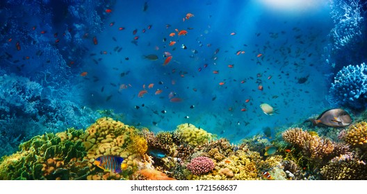 Underwater world. Coral reef and fishes in Red sea at Egypt