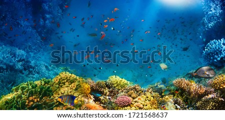Underwater world. Coral reef and fishes in Red sea at Egypt
