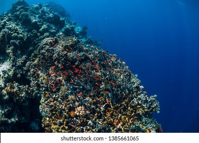 Underwater world with corals and school of colorful tropical fish. - Shutterstock ID 1385661065
