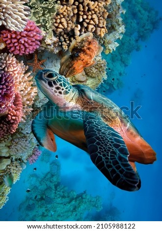 Underwater world. Corals. Turtle. Depth. image for 3d floor. Dive into the underwater world.