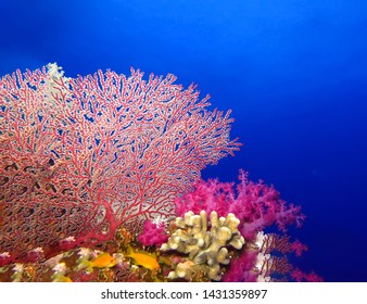 Underwater World In Deep Water In Coral Reef And Plants Nature Flora In Blue World Marine Wildlife, Travel Nature Beauty Exploration In Diving Trip, Recreation Ocean Sea Dive. Fish, Corals,creatures