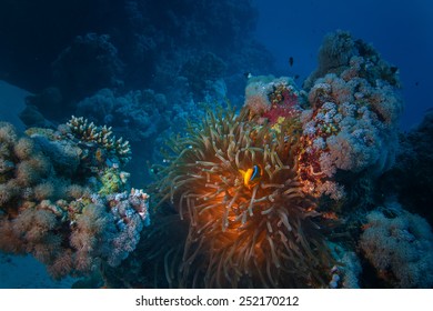 Underwater world discovered. Red sea yellow clownfish living in anemone between corals. Dark blue ocean background