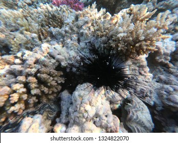 Underwater world, Egypt, red sea, colorful coral reef and fish, underwater with sunlight .