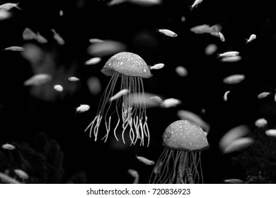 Underwater World Fish Aquarium Black White Stock Photo 720836923 ...