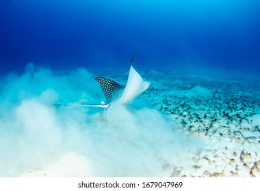 The Underwater World Of Grand Cayman