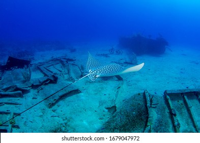 The Underwater World Of Grand Cayman