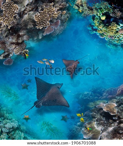 Underwater world. Images for self-leveling 3d floor. Corals. Top view. Sea Stingray