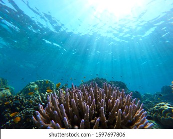 Underwater World, Looking Up To Sea Water Surface Beam Of Sunlight Shining Through School Of Fish And Coral Reef. Snorkeling Diving At Surin Island National Park. 