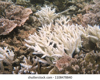 The underwater world of Palau