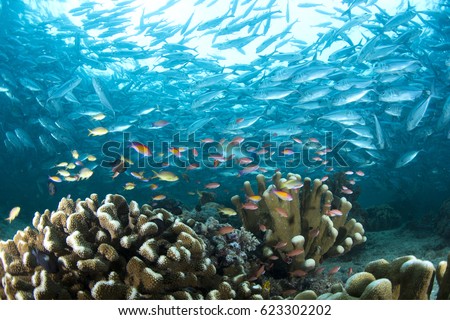 Underwater world of sipadan island . Marine life have a colourful with school of Trevallies .Sipadan Island ,Malaysia