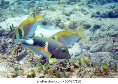 The Underwater World Of The Sulu Sea