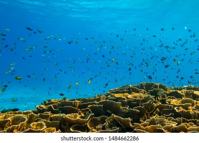 Underwater world of Surin and Similan Islands. Andaman Sea on the border of Thailand and Myanmar. Coral reefs, schools of fish. One of the most famous and beautiful world places for diving and snorkel