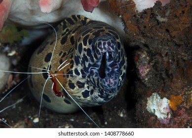 196 Eel Fish Cleaner Shrimp Images, Stock Photos & Vectors | Shutterstock