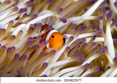 Underwater World Of Tropical Seas - Anemone And Anemone Fish - Clown Fish - Amphiprion Ocellaris. Tulamben, Bali, Indonesia.