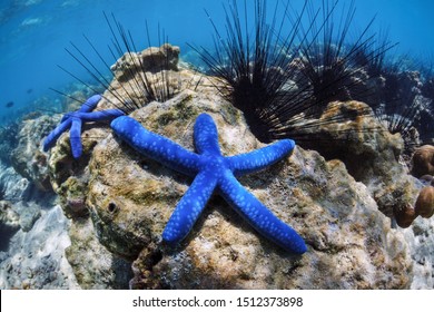Underwater world. Two blue sea stars lie on the bottom of the sea among sea urchins.