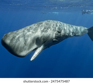 UNDERWATER YOUNG FEMALE SPERM WHALE 