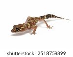 Underwoodisaurus milii isolated on white background, Thick-tailed or barking gecko isolated on white background