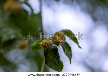 Undeveloped beech nuts hanging on a green branch against a blurry sky