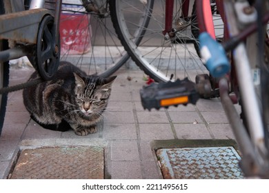 Undomesticated Cat Cat In Urban City.