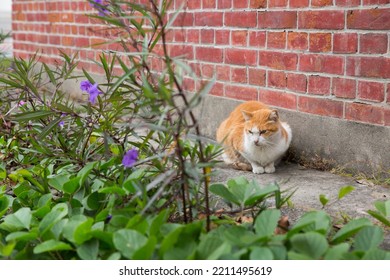 Undomesticated Cat Cat In Urban City.