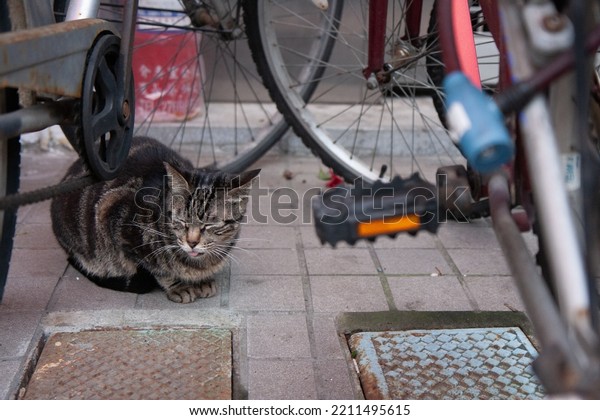 Undomesticated cat cat in urban\
city.