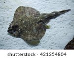 Undulate ray (Raja undulata). Wild life animal. 