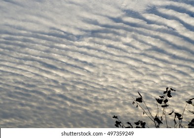 Undulated Cloud,  Altostratus Cloud