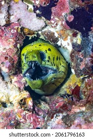 The Undulated Moray (Gymnothorax Undulatus) Is A Moray Eel Of The Family Muraenidae