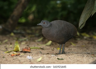 Undulated Tinamou, Crypturellus Undulatus, Single Bird On Ground, Brazil