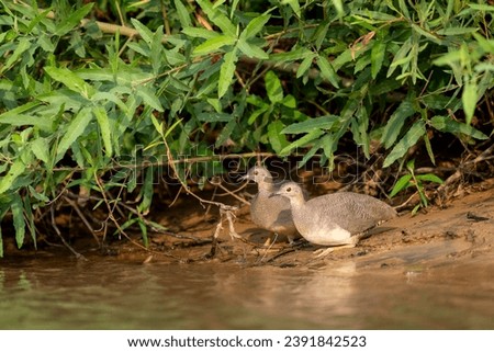 undulated tinamou on bank of river in tropical Pantanal