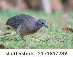 An Undulated Tinamou is walking to the left at Jamacá das Araras, Chapada dos Guimarães, Mato Grosso State, Brazil