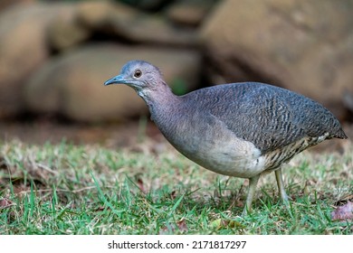 An Undulated Tinamou Walking On The Grass At Jamacá Das Araras, Chapada Dos Guimarães, Mato Grosso State, Brazil