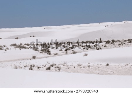 undulating dunefield with sparse plantlife in White Sands National Park, New Mexico, United States