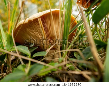 Similar – Tannenzäpfle Mushroom