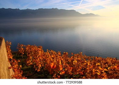 The Unesco Lavaux Vineyards In Golden Autumn Lights