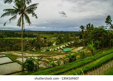 70 Most visited rice fields Images, Stock Photos & Vectors | Shutterstock