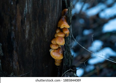 An Unexpected Change In Weather. The Forest Comes To Life Again And Life Is Enjoying The Warm Moment Of Winter.