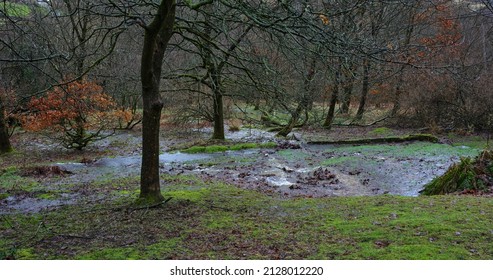 Unexpected Emergence Of Usually Dormant Spring After Continuous Heavy Rain