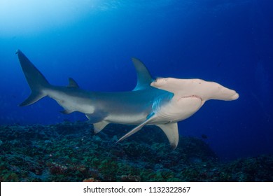 The unexpected encounter with a great hammerhead in wild. Rangiroa, French Polynesia. 