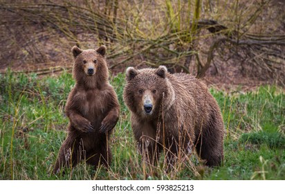 Unexpected Encounter - Brown Bear