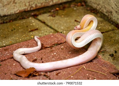 An Unexpected, If Not Unwelcome, Visitor To The Garden.  Probably An Escaped Pet, This Albino Snake Is Certainly Not Indigenous To The UK.